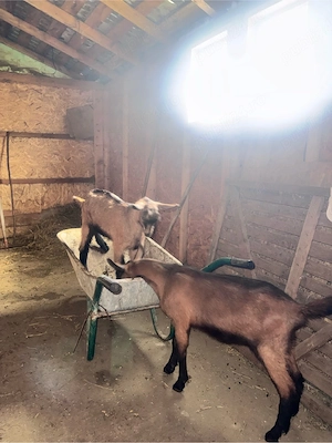 tapisori alpini francezi