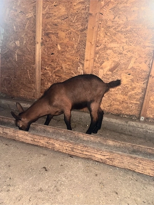 tapisori alpini francezi - imagine 3