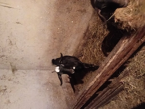 Iedute anglodanubiene 