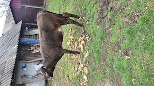 Vand junica de 10 luni. - imagine 3