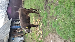 Vand junica de 10 luni. - imagine 4