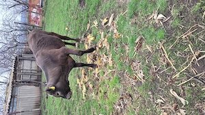 Vand junica de 10 luni. - imagine 2