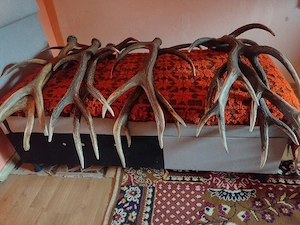 vand 4 Perechii de  COARNE 