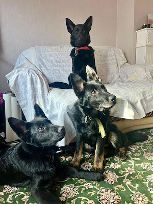 Gourgeous German Shepherd Black