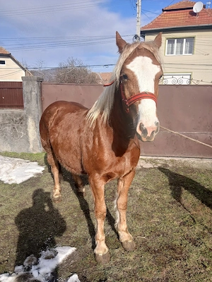 Mânza de vânzare  - imagine 5