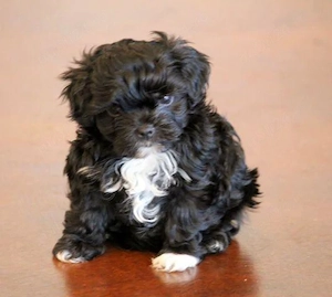 Catei Bichon Toy la super ofertă 999 lei