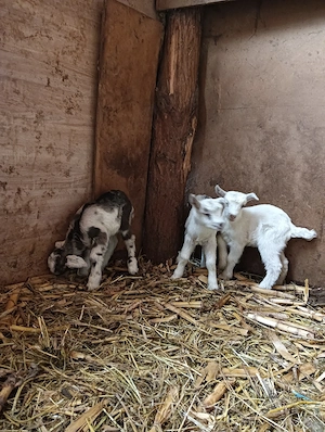 iezi din doi  - imagine 2