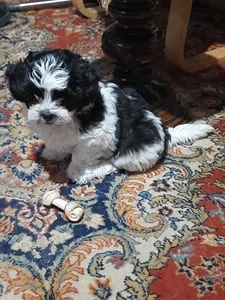 Catei Bichon Toy la super ofertă 999 lei - imagine 5