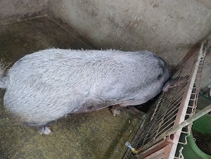 purcea pt sacrificat - imagine 2