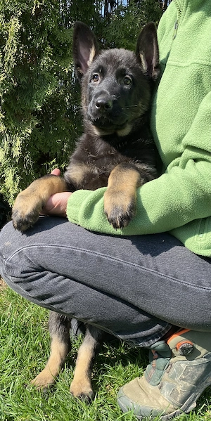 Pui ciobănesc german cu pedigree linie de lucru 