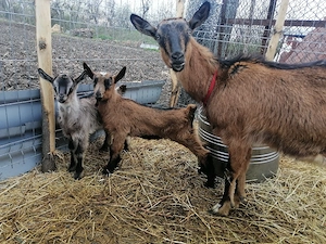 Vând caprita cu iez rasa alpin francez