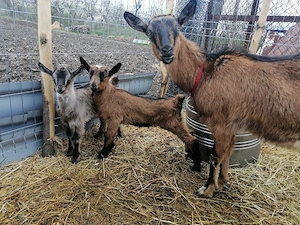 Vând caprita cu iez rasa alpin francez - imagine 2