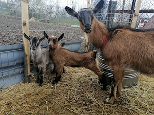 Vând caprita cu iez rasa alpin francez - imagine 3