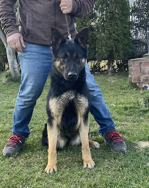 Vând femela ciobănesc german linie de lucru 