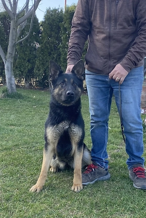 Vând femela ciobănesc german linie de lucru  - imagine 2