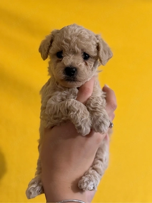 Fetita Maltipoo 