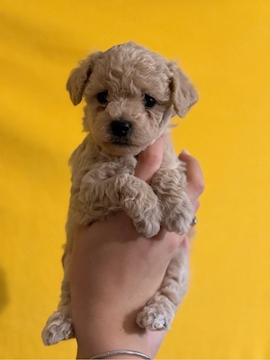 Fetita Maltipoo 