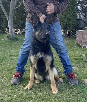 Vând femela ciobănesc german linie de lucru  - imagine 3