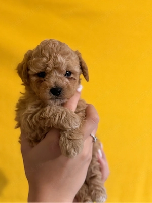 Fetita Poodle Red  - imagine 3