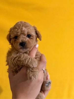 Fetita Poodle Red  - imagine 2