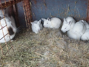 Vând iepurași drăgălași 