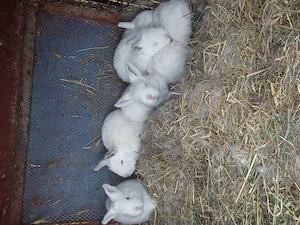 Vând iepurași drăgălași  - imagine 2