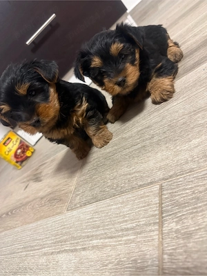 vand cacei York Shire Terrier - imagine 2