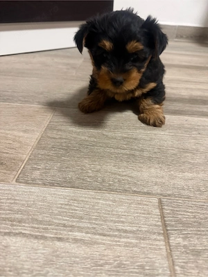 vand cacei York Shire Terrier - imagine 3