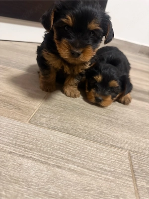 vand cacei York Shire Terrier - imagine 4