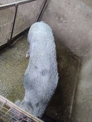 purcea pt sacrificat - imagine 4