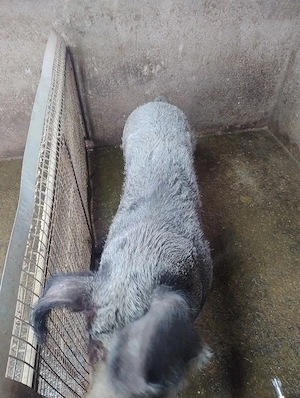 purcea pt sacrificat - imagine 3