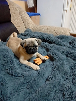 PUG MOPS  1 Baietel | 3 luni Cluj - imagine 2