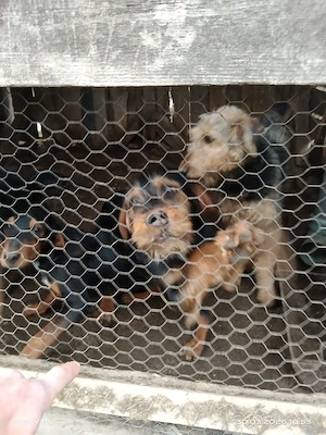 Vand metis airedale terrier 