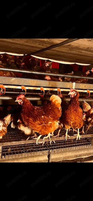 Avem gaini roșii ouătoare 2.2,5kg 20 de lei bc 90 100%inpanaj