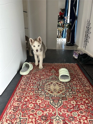 Pui Husky  - imagine 3