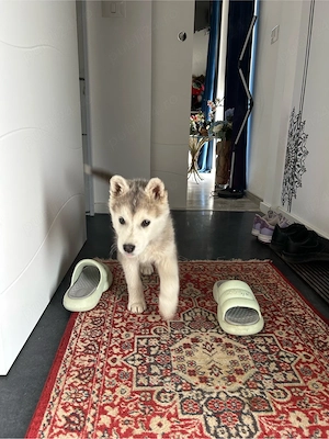 Pui Husky  - imagine 2