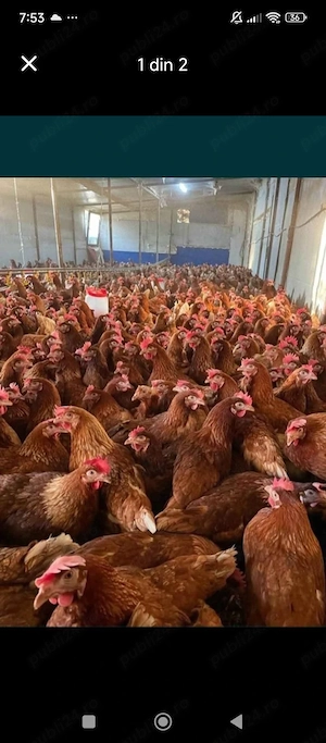 Avem gaini roșii ouătoare 2.2,5kg 20 de lei bc.. 100%inpanaj - imagine 4