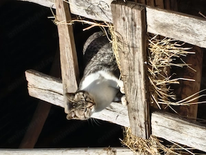 Bălțata românească , gestanta  - imagine 3