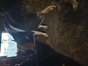 Bălțata românească , gestanta  - imagine 2