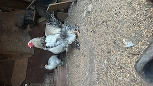 Vând găini  - imagine 2