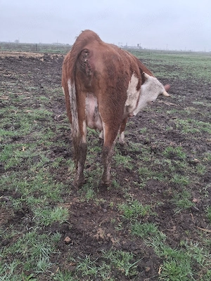 vând o juninca gestanta - imagine 2