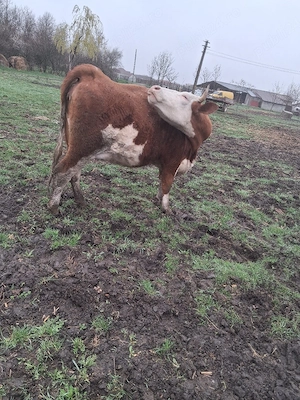 vând o juninca gestanta