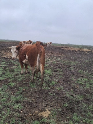 vând o juninca gestanta - imagine 4