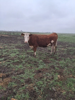 vând o juninca gestanta - imagine 3