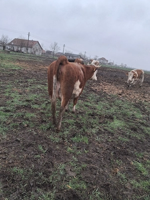 vând o juninca gestanta - imagine 5