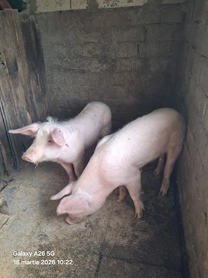 porci de vânzare ( citiți tot anunțul) - imagine 2