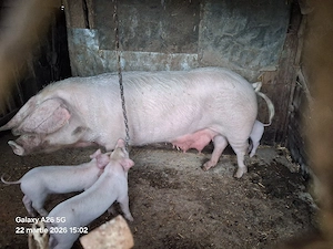 porci de vânzare ( citiți tot anunțul) - imagine 4