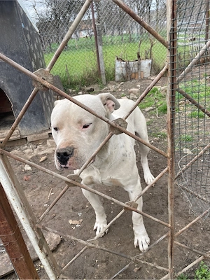 mascul dog argentinian - imagine 3