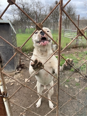 mascul dog argentinian - imagine 5