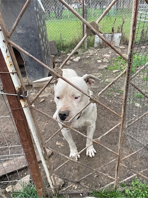 mascul dog argentinian - imagine 2